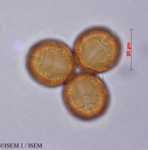 ISEM 1/Lysimachia_vulgaris_29272/Lysimachia_vulgaris_29272_0001(copy)_thumb.jpg